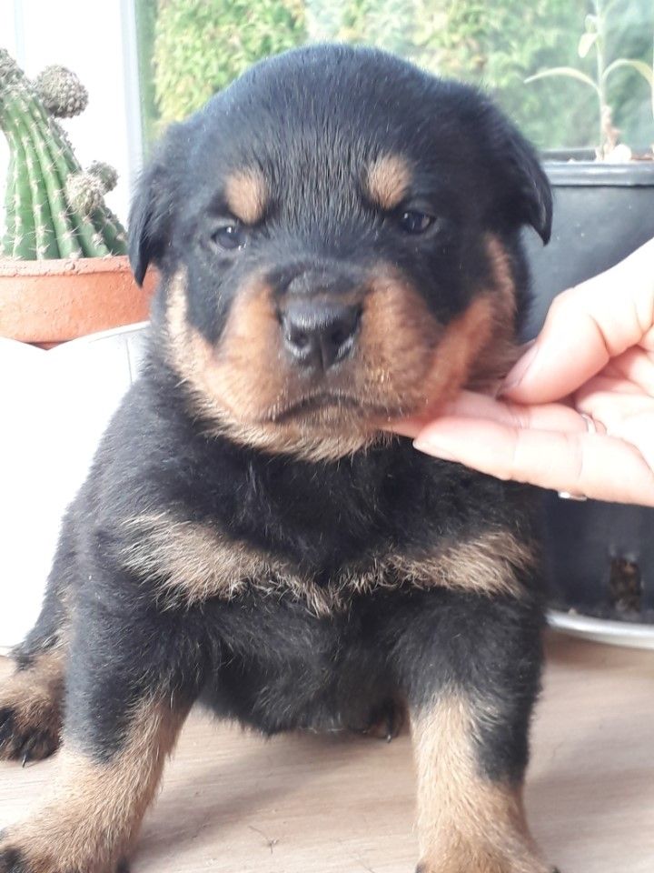 CHIOT - Rottweiler