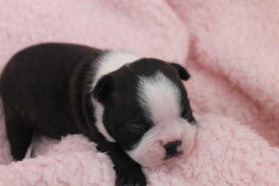 Les chiots de Boston Terrier