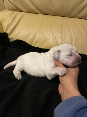Les chiots de Golden Retriever