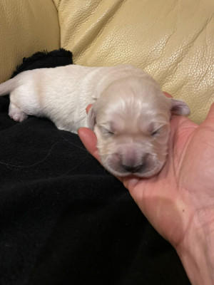 Les chiots de Golden Retriever