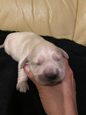 Les chiots de Golden Retriever