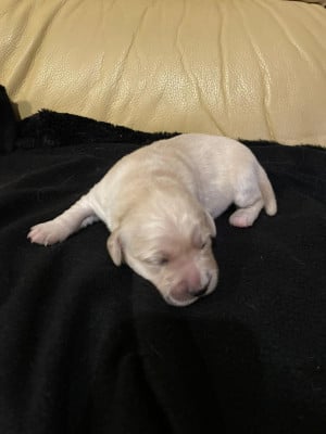 Les chiots de Golden Retriever