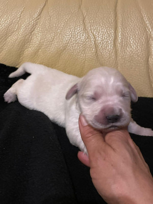 Les chiots de Golden Retriever