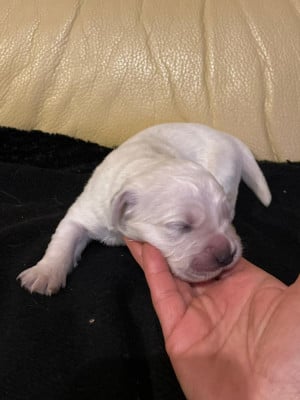 Les chiots de Golden Retriever