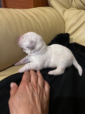 Les chiots de Golden Retriever