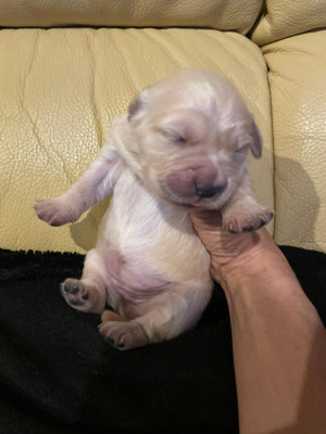 Les chiots de Golden Retriever