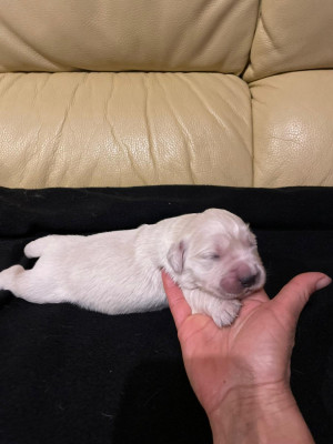 Les chiots de Golden Retriever