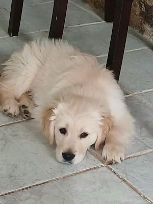 Les chiots de Golden Retriever