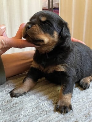 Les chiots de Rottweiler