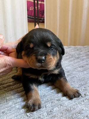 Les chiots de Rottweiler