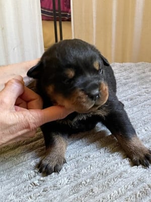 Les chiots de Rottweiler