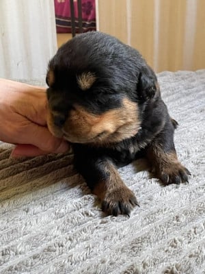 Les chiots de Rottweiler