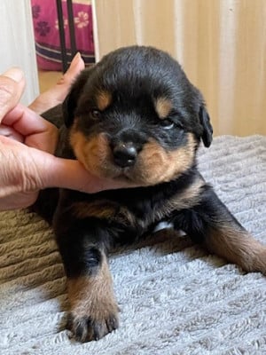 Les chiots de Rottweiler