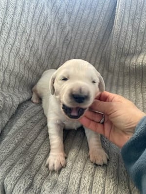 Les chiots de Golden Retriever