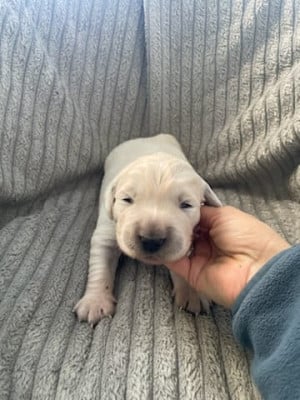 Les chiots de Golden Retriever