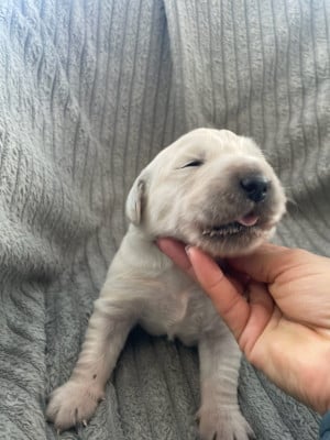 Les chiots de Golden Retriever