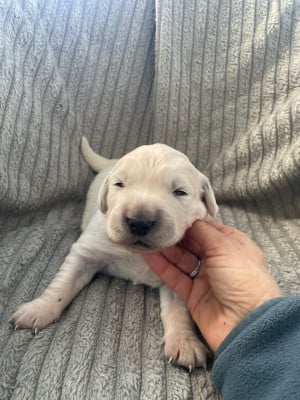 Les chiots de Golden Retriever