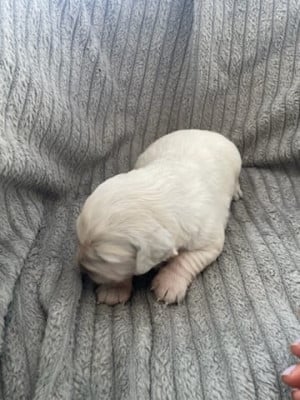 Les chiots de Golden Retriever