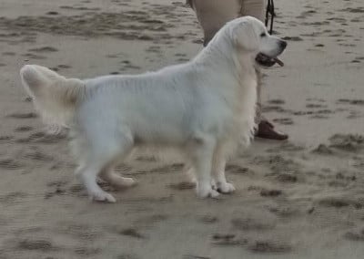 Les chiots de Golden Retriever