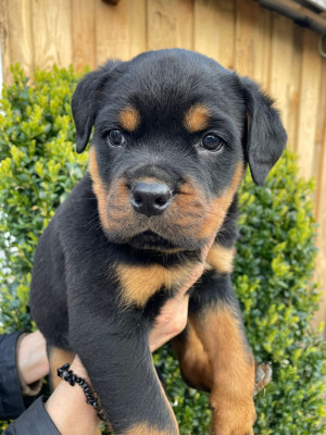 Les chiots de Rottweiler