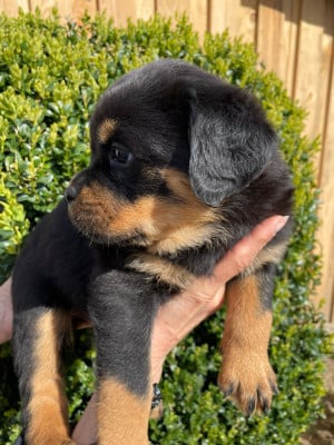Les chiots de Rottweiler