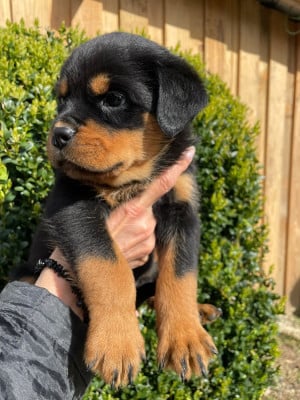 Les chiots de Rottweiler