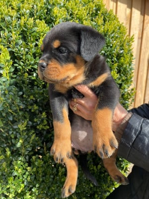 Les chiots de Rottweiler