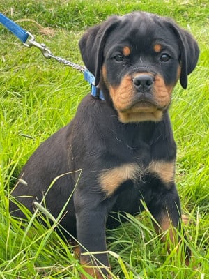 Les chiots de Rottweiler