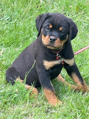 Les chiots de Rottweiler