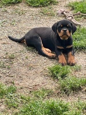 Les chiots de Rottweiler