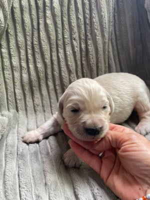 Les chiots de Golden Retriever