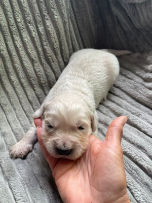Les chiots de Golden Retriever