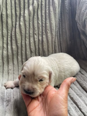 Les chiots de Golden Retriever