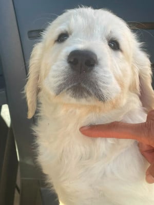 Les chiots de Golden Retriever