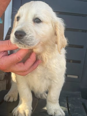 Les chiots de Golden Retriever