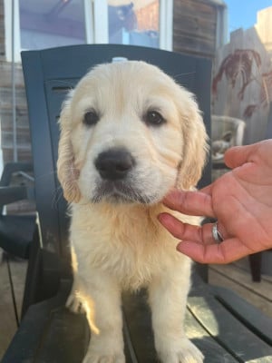 Les chiots de Golden Retriever