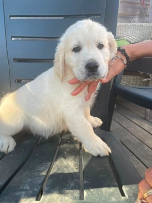 Les chiots de Golden Retriever