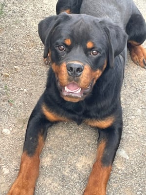 Les chiots de Rottweiler