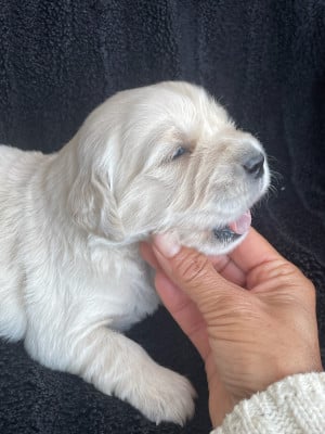 Les chiots de Golden Retriever