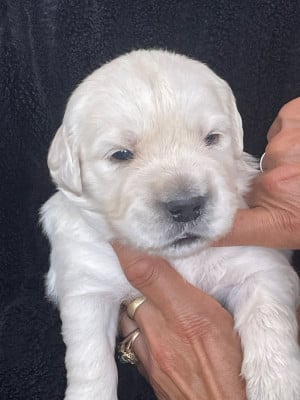Les chiots de Golden Retriever