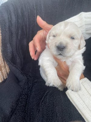 Les chiots de Golden Retriever