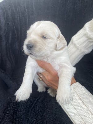 Les chiots de Golden Retriever