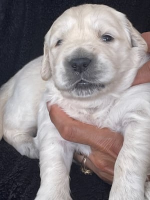 Les chiots de Golden Retriever