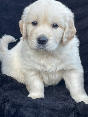 Les chiots de Golden Retriever