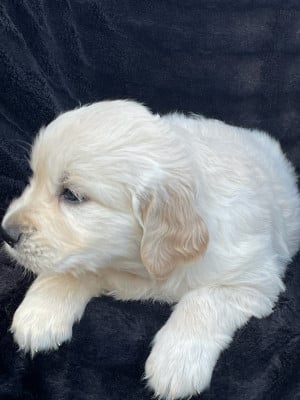 Les chiots de Golden Retriever