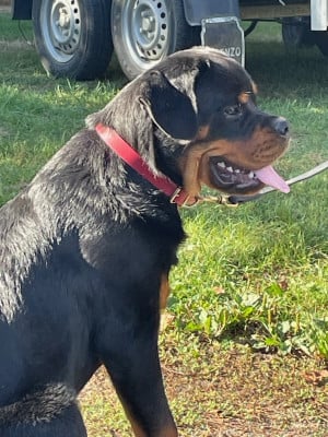 Rottweiler