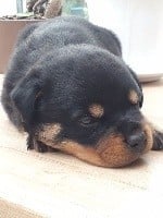Les chiots de Rottweiler