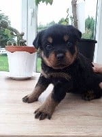Les chiots de Rottweiler