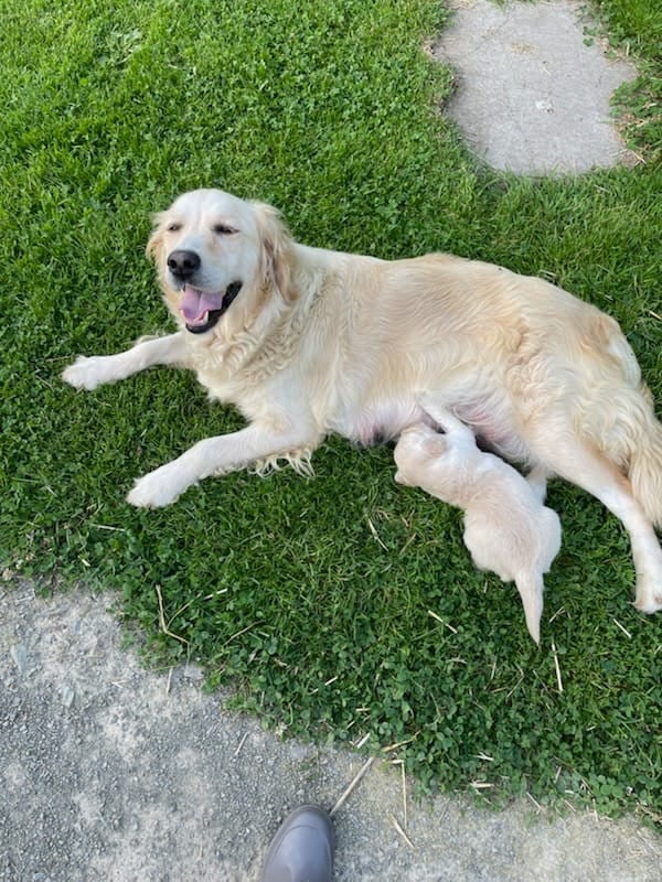 Golden Retriever - Diams Black