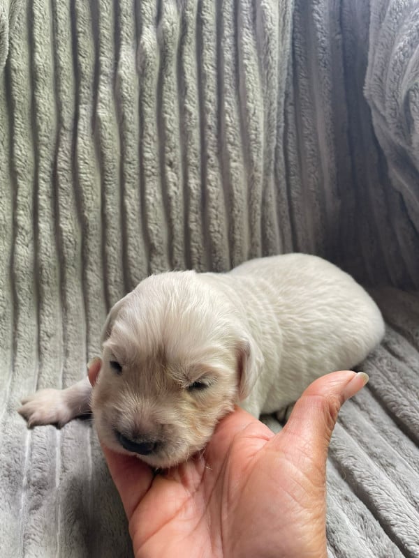 Golden Retriever - Diams Black